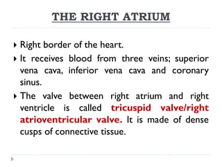 THE RIGHT ATRIUM
 Right border of the heart.
 It receives blood from three veins; superior
vena cava, inferior vena cava and coronary
sinus.
 The valve between right atrium and right
ventricle is called tricuspid valve/right
atrioventricular valve. It is made of dense
cusps of connective tissue.
 