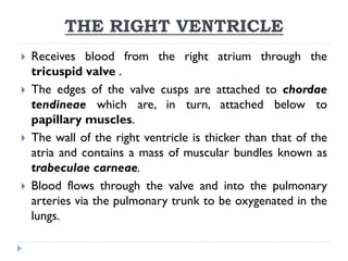 THE RIGHT VENTRICLE
 Receives blood from the right atrium through the
tricuspid valve .
 The edges of the valve cusps are attached to chordae
tendineae which are, in turn, attached below to
papillary muscles.
 The wall of the right ventricle is thicker than that of the
atria and contains a mass of muscular bundles known as
trabeculae carneae.
 Blood flows through the valve and into the pulmonary
arteries via the pulmonary trunk to be oxygenated in the
lungs.
 
