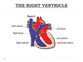 THE RIGHT VENTRICLE
 