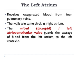 The Left Atrium
 Receives oxygenated blood from four
pulmonary veins.
 The walls are same thick as right atrium.
 The mitral (bicuspid) / left
atrioventricular valve guards the passage
of blood from the left atrium to the left
ventricle.
 
