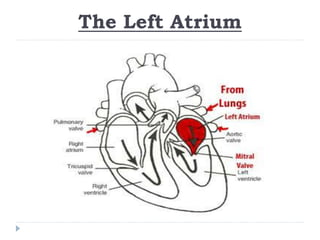 The Left Atrium
 