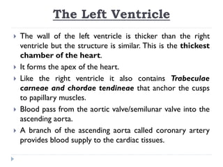The Left Ventricle
 The wall of the left ventricle is thicker than the right
ventricle but the structure is similar. This is the thickest
chamber of the heart.
 It forms the apex of the heart.
 Like the right ventricle it also contains Trabeculae
carneae and chordae tendineae that anchor the cusps
to papillary muscles.
 Blood pass from the aortic valve/semilunar valve into the
ascending aorta.
 A branch of the ascending aorta called coronary artery
provides blood supply to the cardiac tissues.
 