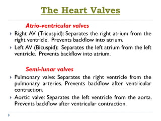 The Heart Valves
Atrio-ventricular valves
 Right AV (Tricuspid): Separates the right atrium from the
right ventricle. Prevents backflow into atrium.
 Left AV (Bicuspid): Separates the left atrium from the left
ventricle. Prevents backflow into atrium.
Semi-lunar valves
 Pulmonary valve: Separates the right ventricle from the
pulmonary arteries. Prevents backflow after ventricular
contraction.
 Aortic valve: Separates the left ventricle from the aorta.
Prevents backflow after ventricular contraction.
 