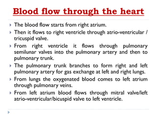 Blood flow through the heart
 The blood flow starts from right atrium.
 Then it flows to right ventricle through atrio-ventricular /
tricuspid valve.
 From right ventricle it flows through pulmonary
semilunar valves into the pulmonary artery and then to
pulmonary trunk.
 The pulmonary trunk branches to form right and left
pulmonary artery for gas exchange at left and right lungs.
 From lungs the oxygenated blood comes to left atrium
through pulmonary veins.
 From left atrium blood flows through mitral valve/left
atrio-ventricular/bicuspid valve to left ventricle.
 