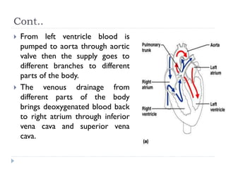 Cont..
 From left ventricle blood is
pumped to aorta through aortic
valve then the supply goes to
different branches to different
parts of the body.
 The venous drainage from
different parts of the body
brings deoxygenated blood back
to right atrium through inferior
vena cava and superior vena
cava.
 