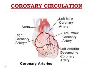 CORONARY CIRCULATION
 