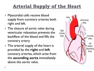 Arterial Supply of the Heart
 Myocardial cells receive blood
supply from coronary arteries both
right and left.
 The closure of aortic valve during
ventricular relaxation prevents the
backflow of the blood and fills the
coronary artery.
 The arterial supply of the heart is
provided by the right and left
coronary arteries, which arise from
the ascending aorta immediately
above the aortic valve.
 
