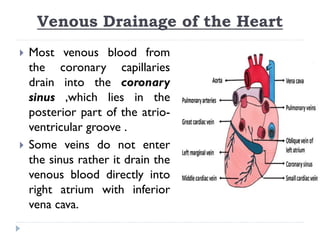 Venous Drainage of the Heart
 Most venous blood from
the coronary capillaries
drain into the coronary
sinus ,which lies in the
posterior part of the atrio-
ventricular groove .
 Some veins do not enter
the sinus rather it drain the
venous blood directly into
right atrium with inferior
vena cava.
 