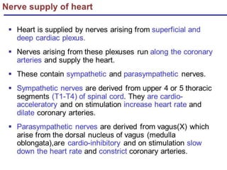 Nerve Supply of the Heart
 