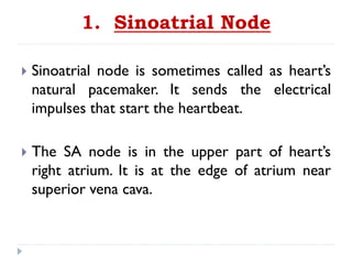 1. Sinoatrial Node
 Sinoatrial node is sometimes called as heart’s
natural pacemaker. It sends the electrical
impulses that start the heartbeat.
 The SA node is in the upper part of heart’s
right atrium. It is at the edge of atrium near
superior vena cava.
 