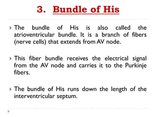 3. Bundle of His
 The bundle of His is also called the
atrioventricular bundle. It is a branch of fibers
(nerve cells) that extends from AV node.
 This fiber bundle receives the electrical signal
from the AV node and carries it to the Purkinje
fibers.
 The bundle of His runs down the length of the
interventricular septum.
 