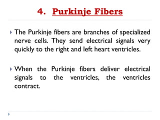 4. Purkinje Fibers
 The Purkinje fibers are branches of specialized
nerve cells. They send electrical signals very
quickly to the right and left heart ventricles.
 When the Purkinje fibers deliver electrical
signals to the ventricles, the ventricles
contract.
 