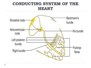 CONDUCTING SYSTEM OF THE
HEART
 