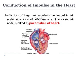 Conduction of Impulse in the Heart
Initiation of impulse: Impulse is generated in SA
node at a rate of 70-80/minute. Therefore SA
node is called as pacemaker of heart.
 