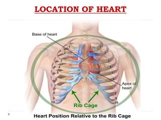 LOCATION OF HEART
 