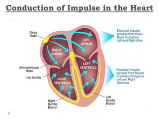 Conduction of Impulse in the Heart
 