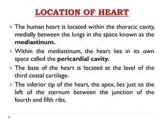LOCATION OF HEART
 The human heart is located within the thoracic cavity,
medially between the lungs in the space known as the
mediastinum.
 Within the mediastinum, the heart lies in its own
space called the pericardial cavity.
 The base of the heart is located at the level of the
third costal cartilage.
 The inferior tip of the heart, the apex, lies just to the
left of the sternum between the junction of the
fourth and fifth ribs.
 