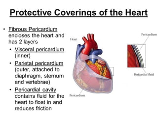COVERINGS OF HEART
 The heart is surrounded by membrane called
Pericardium.
 The pericardium lies within the middle mediastinum.
 Its function is to restrict excessive movements of the
heart as a whole and to serve as a lubricated container
in which the different parts of the heart can contract.
 