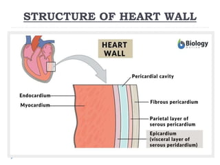 STRUCTURE OF HEART WALL
 