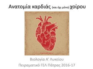 Ανατομία καρδιάς (και όχι μόνο) χοίρου
Βιολογία Α’ Λυκείου
Πειραματικό ΓΕΛ Πάτρας 2016-17
 