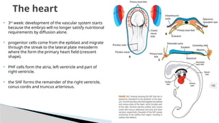Comprehensive Overview of Cardiovascular Embryology and Aortic Arch ...