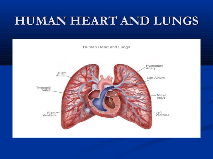 a study on how the heart and lung organs help to perform their own specialized function What is a cardiologist heart, lungs, and blood vessels echocardiogram – a soundwave picture to look at the structure and function of the heart. a study on how the heart and lung organs help to perform their own specialized function What is a cardiologist heart, lungs, and blood vessels echocardiogram – a soundwave picture to look at the structure and function of the heart.