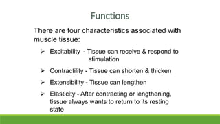 There are four characteristics associated with
muscle tissue:
 Excitability - Tissue can receive & respond to
stimulation
 Contractility - Tissue can shorten & thicken
 Extensibility - Tissue can lengthen
 Elasticity - After contracting or lengthening,
tissue always wants to return to its resting
state
Functions
 