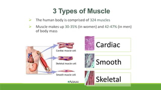 3 Types of Muscle
 The human body is comprised of 324 muscles
 Muscle makes up 30-35% (in women) and 42-47% (in men)
of body mass
Cardiac
Smooth
Skeletal
 