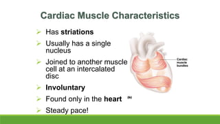 Cardiac Muscle Characteristics
 Has striations
 Usually has a single
nucleus
 Joined to another muscle
cell at an intercalated
disc
 Involuntary
 Found only in the heart
 Steady pace!
 