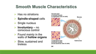 Smooth Muscle Characteristics
 Has no striations
 Spindle-shaped cells
 Single nucleus
 Involuntary – no
conscious control
 Found mainly in the
walls of hollow organs
 Slow, sustained and
tireless
 