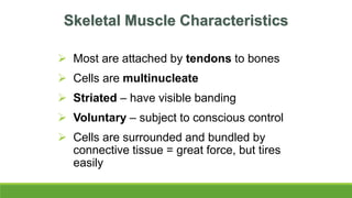 Skeletal Muscle Characteristics
 Most are attached by tendons to bones
 Cells are multinucleate
 Striated – have visible banding
 Voluntary – subject to conscious control
 Cells are surrounded and bundled by
connective tissue = great force, but tires
easily
 