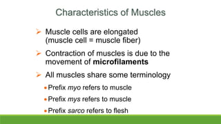 Characteristics of Muscles
 Muscle cells are elongated
(muscle cell = muscle fiber)
 Contraction of muscles is due to the
movement of microfilaments
 All muscles share some terminology
Prefix myo refers to muscle
Prefix mys refers to muscle
Prefix sarco refers to flesh
 