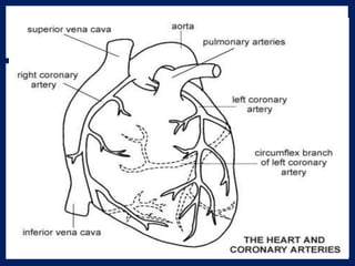 Heart anatomy & physiology slide share, circulatory system pdf | PDF
