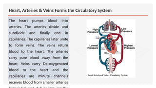 Heart, Arteries & Veins Forms the Circulatory System
The heart pumps blood into
arteries. The arteries divide and
subdivide and finally end in
capillaries. The capillaries later unite
to form veins. The veins return
blood to the heart. The arteries
carry pure blood away from the
heart, Veins carry De-oxygenated
blood to the heart and the
capillaries are minute channels
receives blood from smaller arteries
 