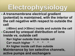 A transmembrane electrical gradient
 (potential) is maintained, with the interior of
 the cell negative with respect to outside the
 cell
 (-90mv) and (+30mv) inside and outside the cell
 Caused by unequal distribution of ions
 inside vs. outside cell
 Na+ higher outside than inside cell
 Ca+ much higher “ “ “         “
 K+ higher inside cell than outside
 Maintenanceby ion selective channels,
 active pumps and exchangers
 