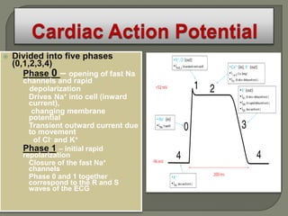   Divided into five phases
    (0,1,2,3,4)
     • Phase 0 – opening of fast Na
      channels and rapid
    •   depolarization
       Drives Na+ into cell (inward
        current),
         changing membrane
        potential
       Transient outward current due
        to movement
          of Cl- and K+
    • Phase 1 – initial rapid
      repolarization
       Closure of the fast Na+
        channels
       Phase 0 and 1 together
        correspond to the R and S
        waves of the ECG
 