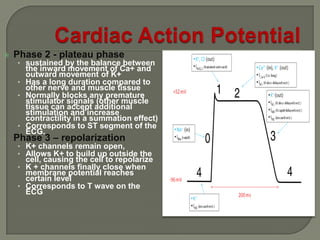    Phase 2 - plateau phase
    • sustained by the balance between
      the inward movement of Ca+ and
      outward movement of K+
    • Has a long duration compared to
      other nerve and muscle tissue
    • Normally blocks any premature
      stimulator signals (other muscle
      tissue can accept additional
      stimulation and increase
      contractility in a summation effect)
    • Corresponds to ST segment of the
      ECG.
•   Phase 3 – repolarization
    • K+ channels remain open,
    • Allows K+ to build up outside the
      cell, causing the cell to repolarize
    • K + channels finally close when
      membrane potential reaches
      certain level
    • Corresponds to T wave on the
      ECG
 
