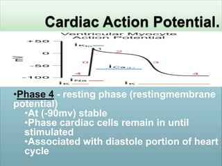•Phase 4 - resting phase (restingmembrane
potential)
  •At (-90mv) stable
  •Phase cardiac cells remain in until
  stimulated
  •Associated with diastole portion of heart
  cycle
 