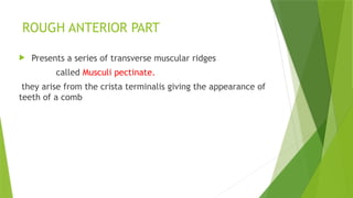 Pectinate Ridges HEART cardiac output /input +cardiac cycle.pptx