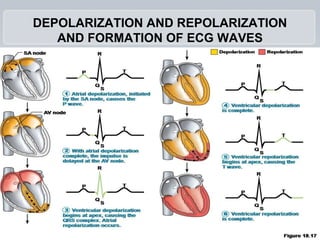 DEPOLARIZATION AND REPOLARIZATION
AND FORMATION OF ECG WAVES
 