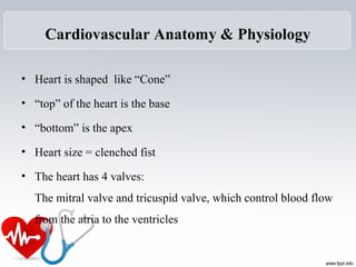 Cardiovascular Anatomy & Physiology
• Heart is shaped like “Cone”
• “top” of the heart is the base
• “bottom” is the apex
• Heart size = clenched fist
• The heart has 4 valves:
The mitral valve and tricuspid valve, which control blood flow
from the atria to the ventricles
 