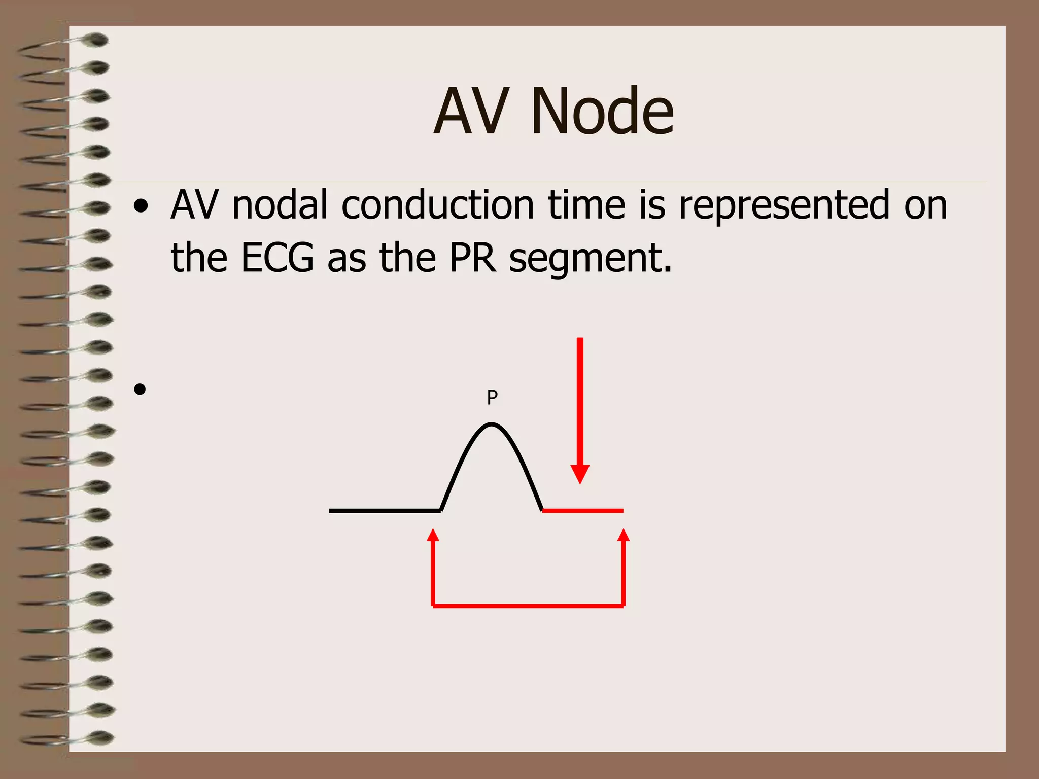 AV Node
• AV nodal conduction time is represented on
the ECG as the PR segment.
• P
 