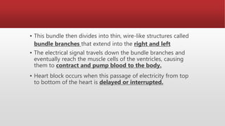 ▪ This bundle then divides into thin, wire-like structures called
bundle branches that extend into the right and left
▪ The electrical signal travels down the bundle branches and
eventually reach the muscle cells of the ventricles, causing
them to contract and pump blood to the body.
▪ Heart block occurs when this passage of electricity from top
to bottom of the heart is delayed or interrupted.
 