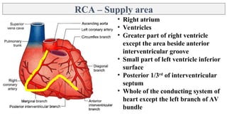 Heart Blood supply - Coronary arteries and Coronary venous sinus | PPT