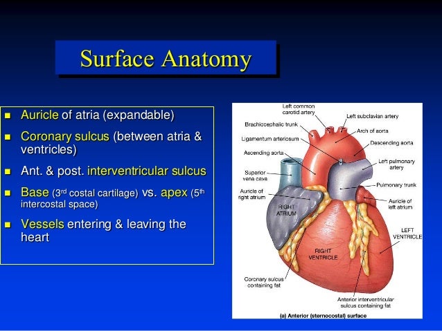 Heart by dr. armaan singh