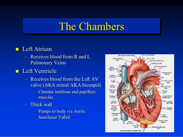 Heart by dr. armaan singh