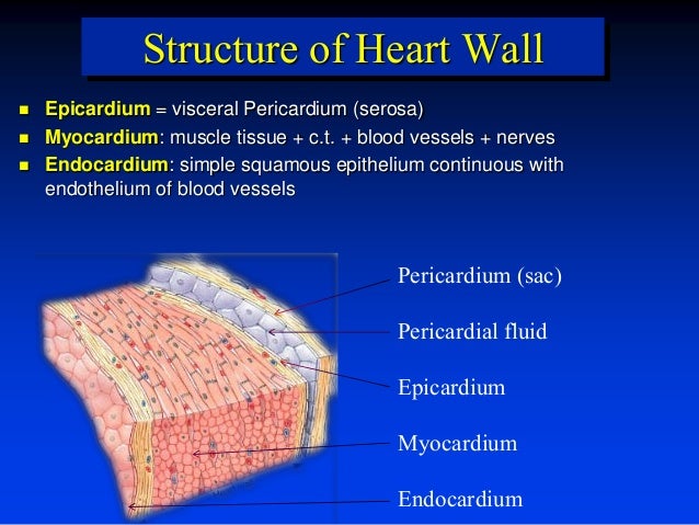 Heart by dr. armaan singh