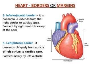 Heart chambers and conducting system of heart.pdf