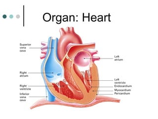 Organ: Heart 