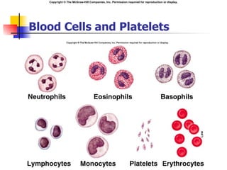 Copyright © The McGraw-Hill Companies, Inc. Permission required for reproduction or display.




Blood Cells and Platelets
 